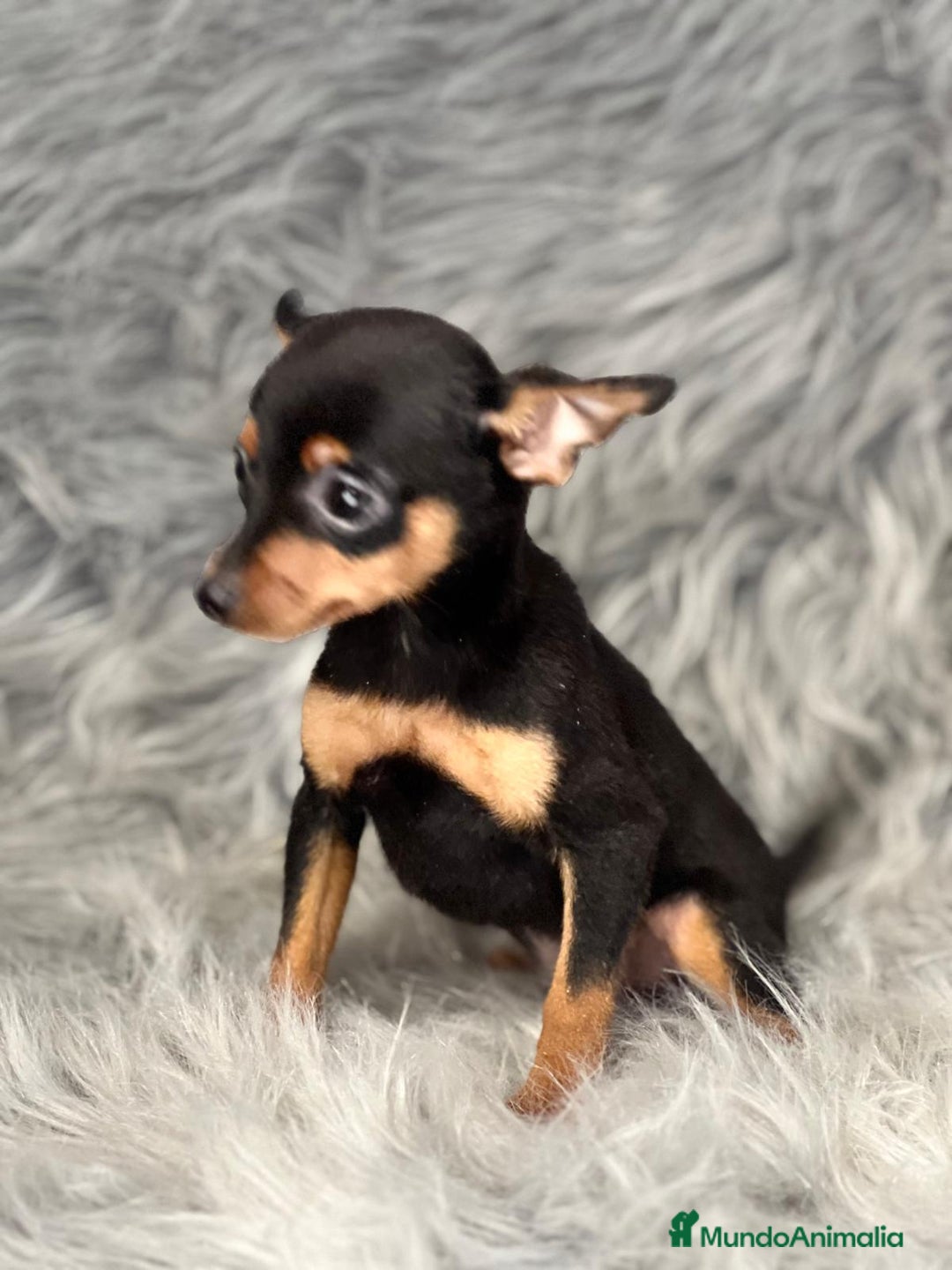 Ratón de Praga perros en venta: Ratón de Praga  - Anuncio 3