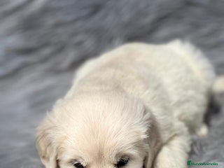 Golden Retriever perros en Barcelona - Anuncio 13