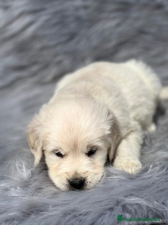 Golden Retriever perros en Barcelona - Anuncio 13