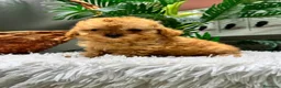 Caniche Toy perros en venta: CANICHE TOY - Anuncio 6