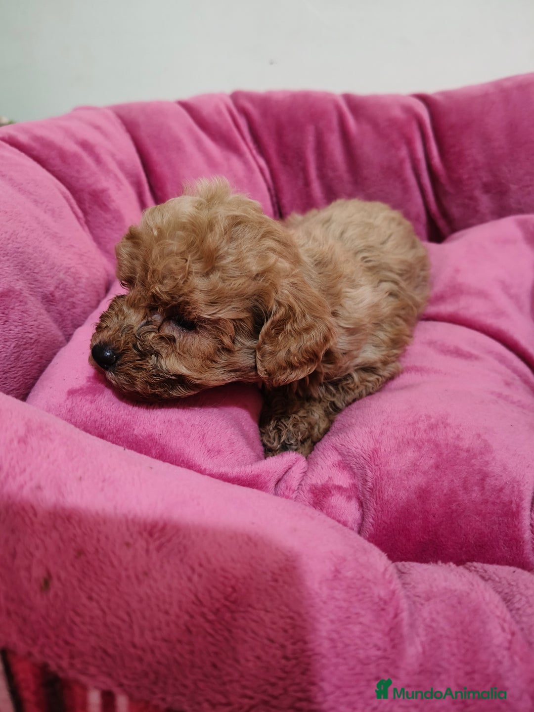 Caniche Toy perros en venta: Caniche Toy - Anuncio 4