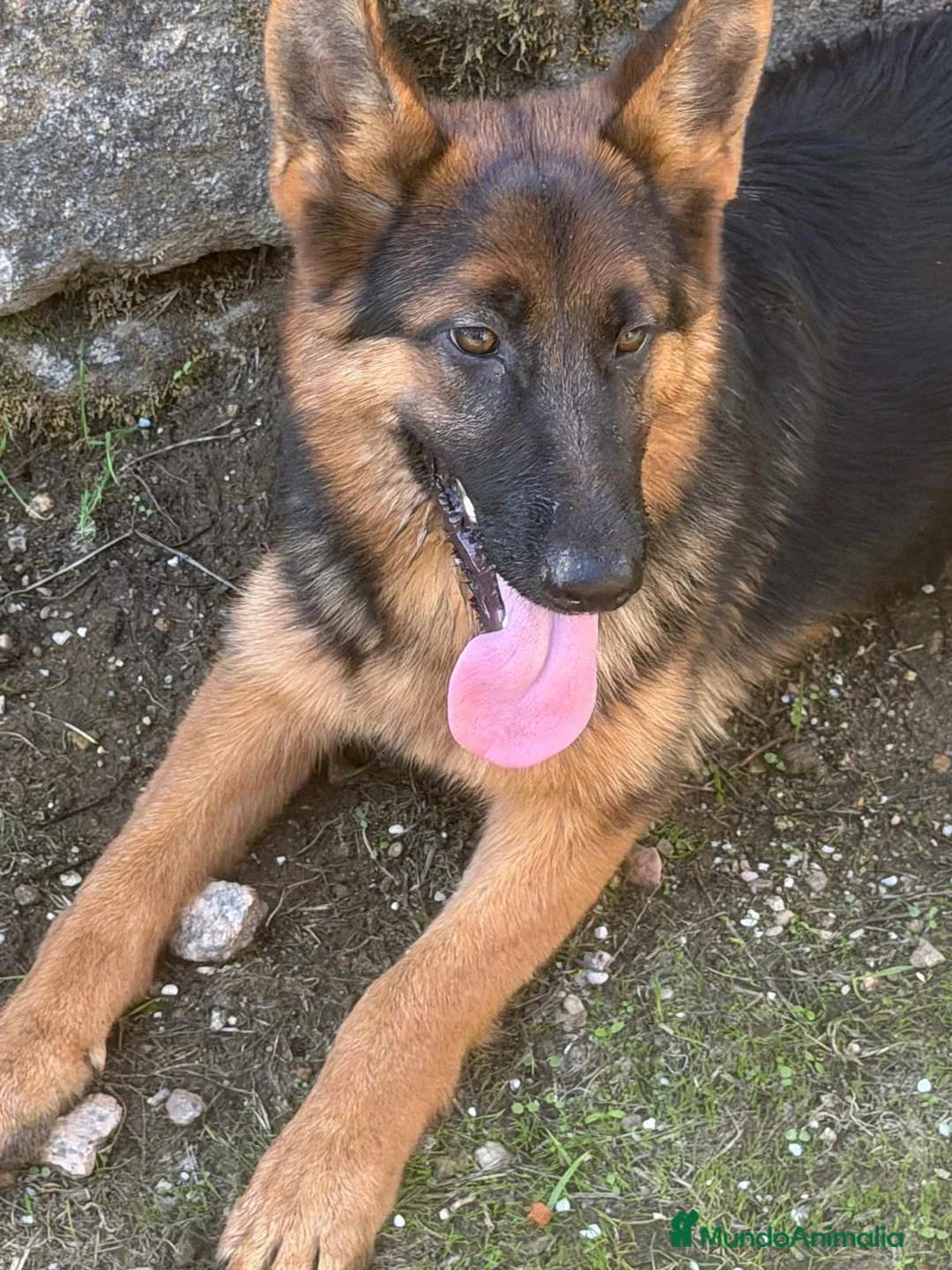 Pastor Alemán perros en venta: Cachorra pastor alemán  - Anuncio 1