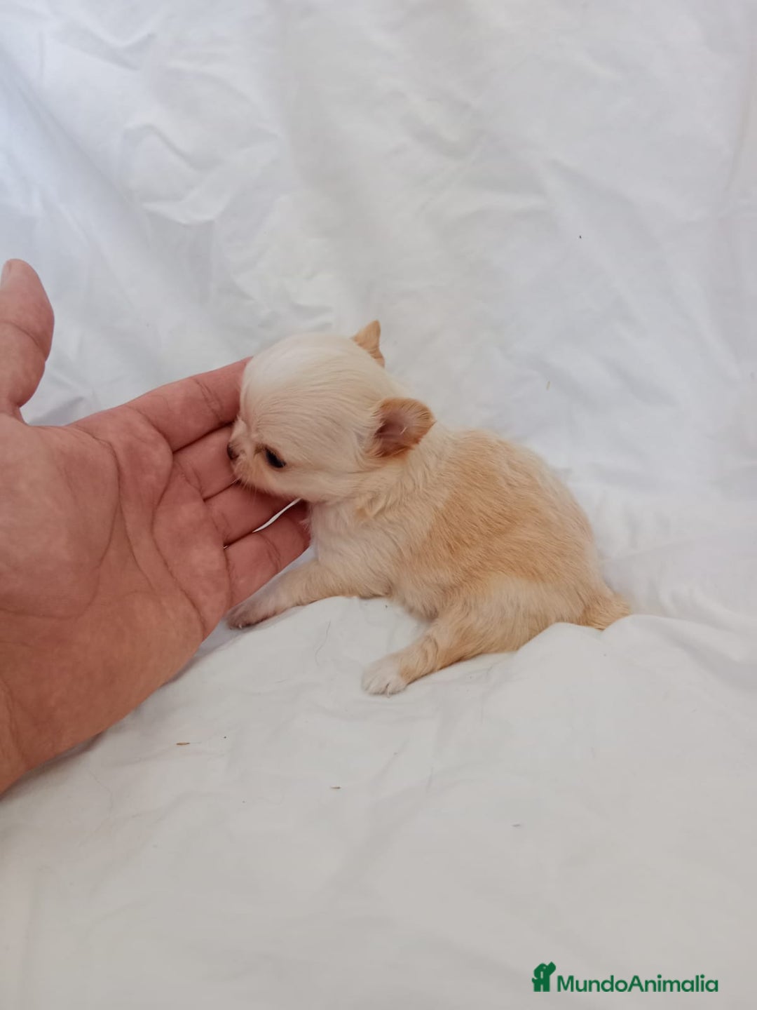 Chihuahua perros en venta: IMPRESIONANTE  CHIHUAHUA   LINEA  TOY  - Anuncio 14