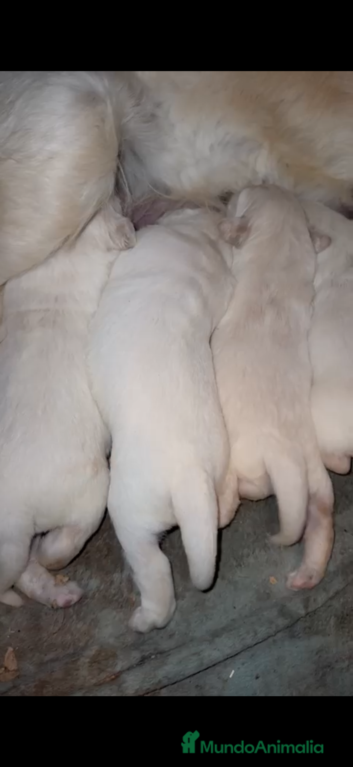 Golden Retriever perros Preciosos golden retriever - Anuncio 1