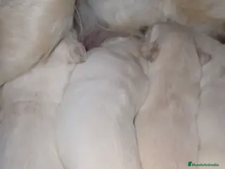 Golden Retriever perros Preciosos golden retriever - Anuncio 1