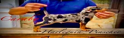 Pinscher Miniatura perros en venta: Caraby Harlequin Pinscher Benidorm  - Anuncio 9