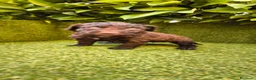Perro de Agua Español perros en venta: perro agua hembra chocolate  - Anuncio 6