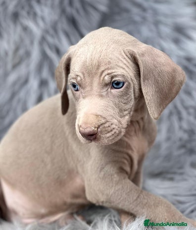 Weimaraner perros BRACO DE WEIMAR CACHORROS  - Anuncio 1