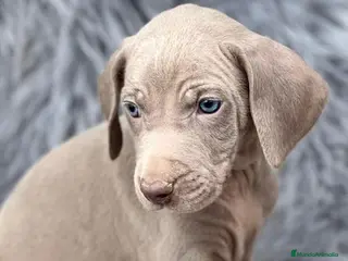 Weimaraner perros BRACO DE WEIMAR CACHORROS - Anuncio 1