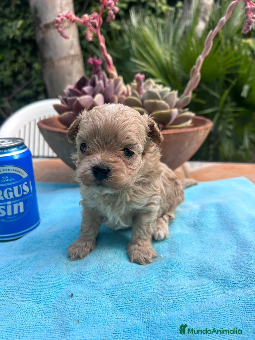 Maltipoo perros en venta: Camada cachorros raza Maltipoo en Granada - Anuncio 12