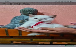 Británico de Pelo Corto gatos en venta: British  - Imagen 4