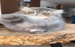 Persa gatos en venta: Macho persa Azul Tabby - Imagen 2