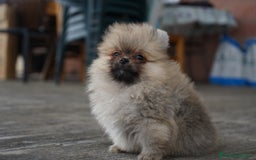 Pomerania perros en venta: 🐾 Roscón, Monk, Prodigy y Sparky Pomeranias 🐾 - Imagen 2