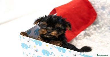 Yorkshire Terrier perros Yorkshire terrier disponibles!! - Anuncio 1