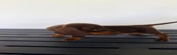 Teckel Miniatura perros en venta: TECKEL MINIATURA MACHO - Anuncio 4