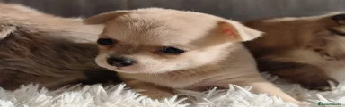Chihuahua 3
