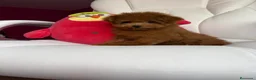 Caniche Toy perros en venta: Caniche toy excelentes ejemplares !!! - Anuncio 9