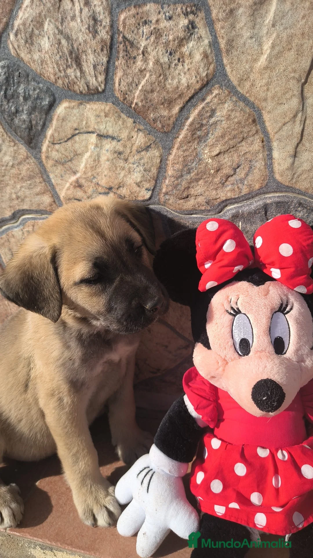 Mastín Español perros en venta: Precio REAL!! SOLO HOY, hembra mastin en Sevilla - Anuncio 1