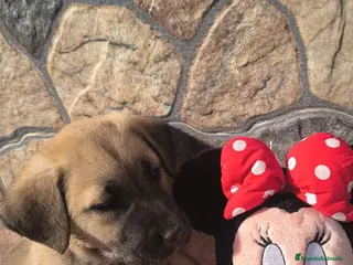 Mastín Español perros Precio REAL!! SOLO HOY, hembra mastin en Sevilla - Anuncio 2