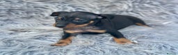Pinscher Miniatura perros en venta: MINIPINSCHER DISPONIBLES - Anuncio 7