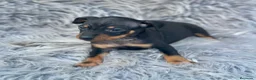 Pinscher Miniatura perros en venta: MINIPINSCHER DISPONIBLES - Anuncio 7