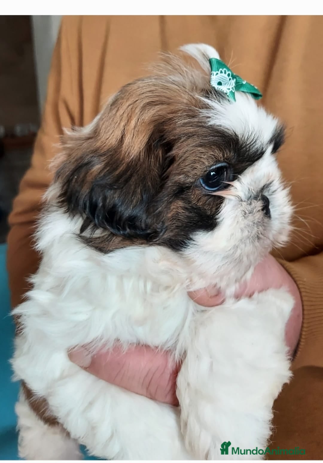 Shih Tzu perros en venta: Shih tzhu - Anuncio 2