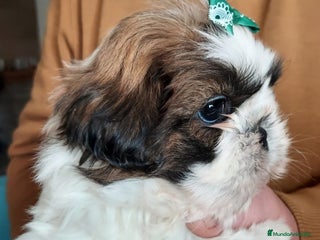 Shih Tzu perros Shih tzhu - Anuncio 23