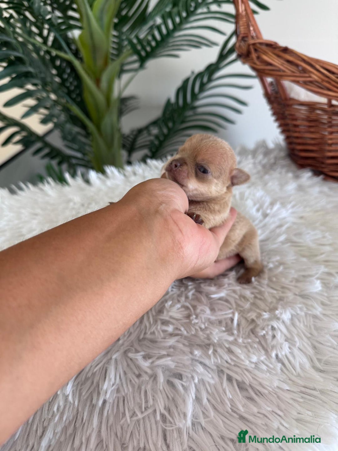 Chihuahua perros en venta: CHIHUAHUA MACHO CANELA - Imagen 5