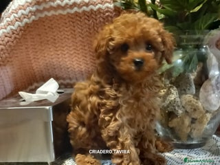 Caniche Toy perros Caniche poodle toy rojo cachorro en Madrid - Anuncio 11