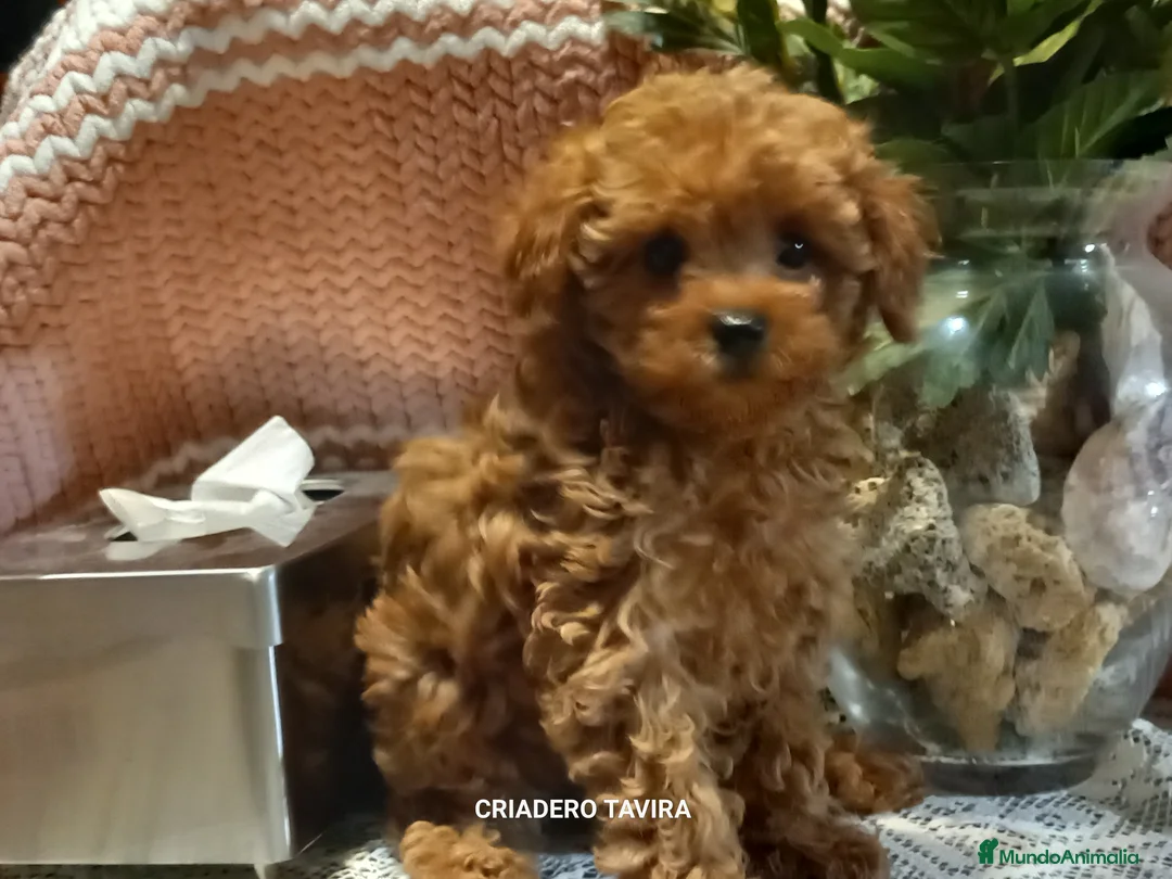 Caniche Toy perros en venta: Caniche poodle toy rojo cachorro en Madrid - Anuncio 1