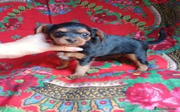 Yorkshire Terrier perros en venta: Hembra YORKIE-POO  - Imagen 1