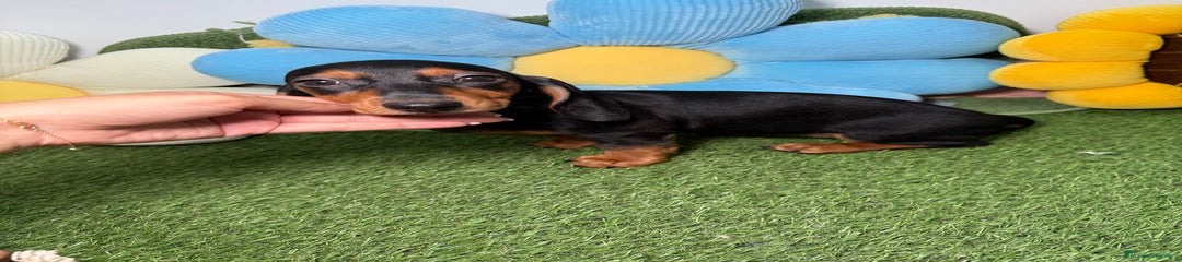 Teckel Miniatura Cachorro 1