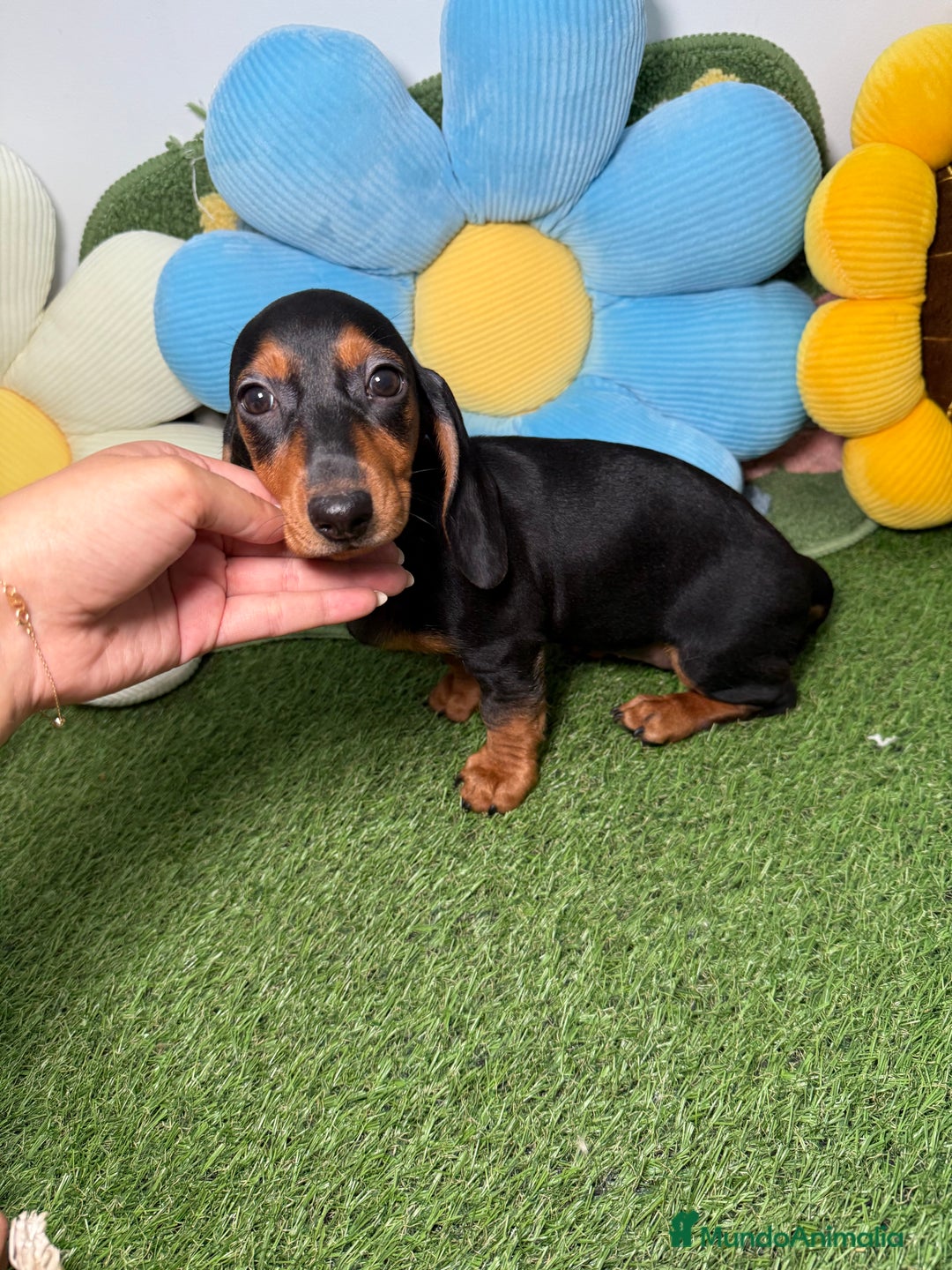 Teckel Miniatura perros en venta: Hembra y Macho Teckel Kaninchen Negro y Fuego - Imagen 1