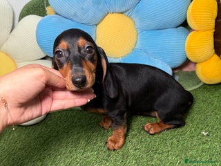 Teckel Miniatura perros - Anuncio 6