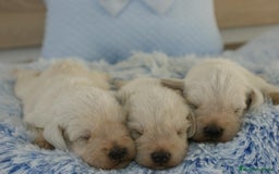 Schnauzer Miniatura perros en venta: CAMADA DE SCHNAUZER MINIATURA  - Imagen 4