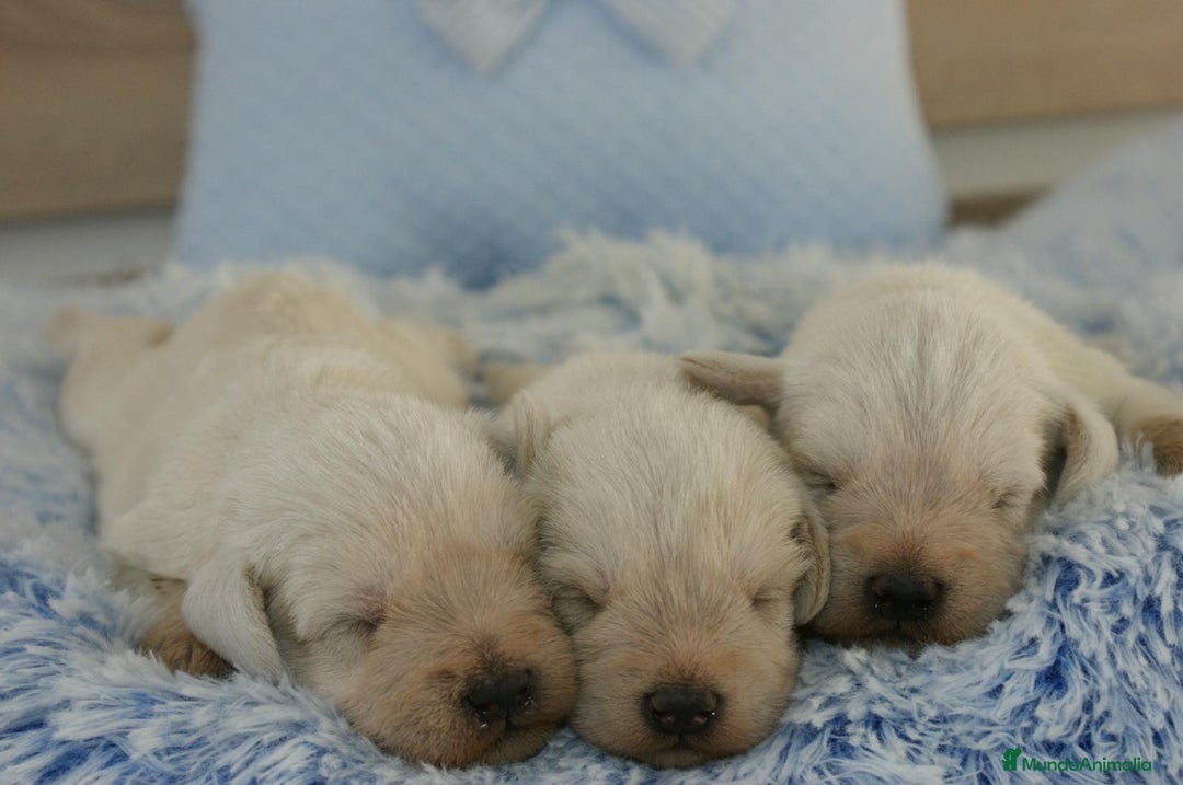 Schnauzer Miniatura perros en venta: CAMADA DE SCHNAUZER MINIATURA  - Imagen 4