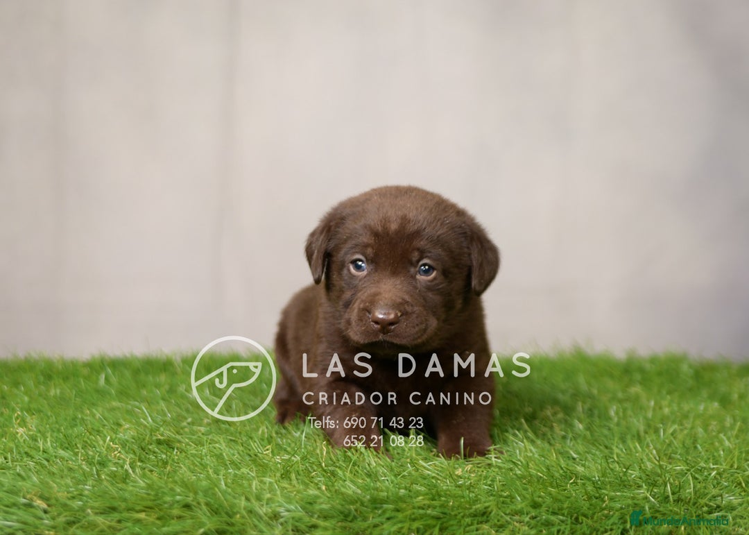 Labrador Retriever perros en venta: Labrador retriever disponibles.  - Imagen 4