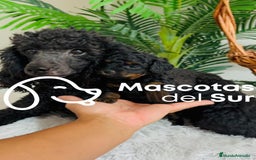 Caniche Toy perros en venta: CANICHE TOY HEMBRA - Imagen 3