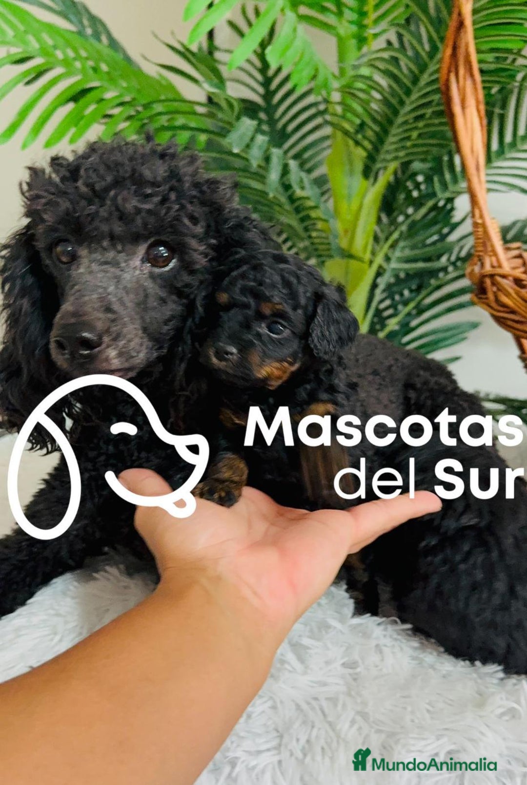 Caniche Toy perros en venta: CANICHE TOY HEMBRA - Imagen 3