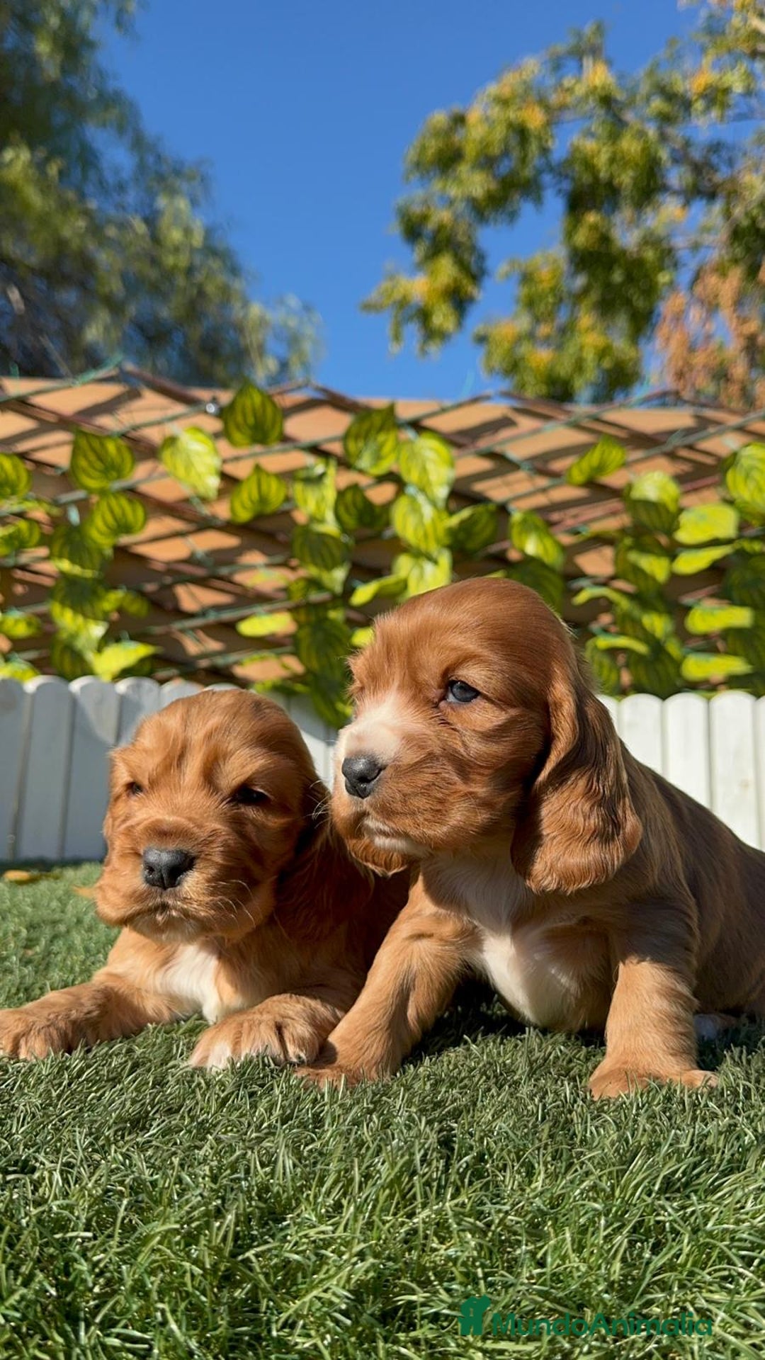 Cocker Spaniel Inglés perros en venta: COCKER SPANIEL INGLES - Anuncio 10