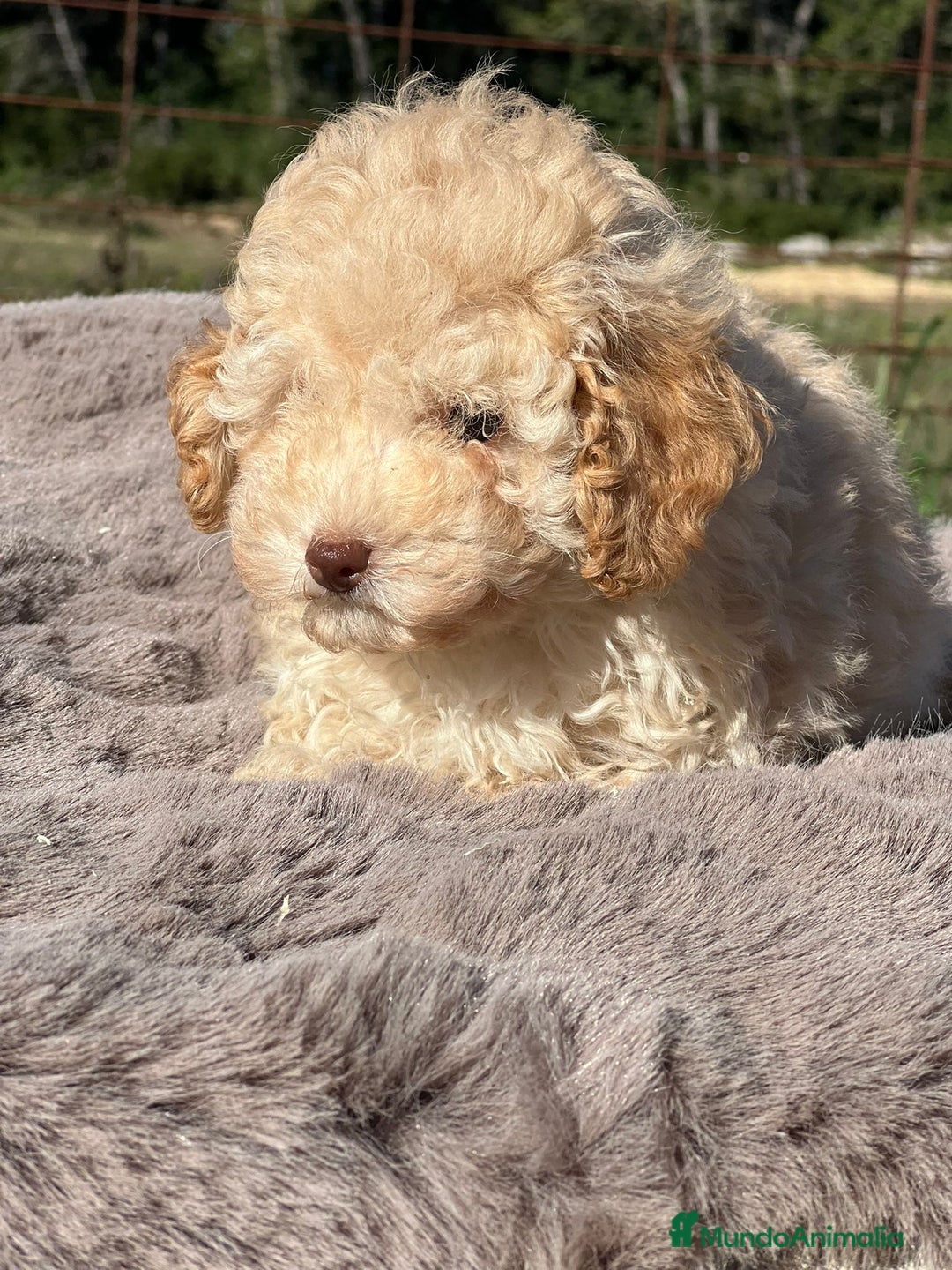 Maltipoo perros en venta: Maltipoo F2 - Imagen 9