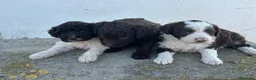 Perro de Agua Español perros en venta: Perros de agua Máxima calidad Espectaculares - Anuncio 18