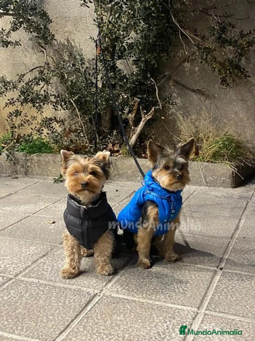 Imagen de galería {{count}}