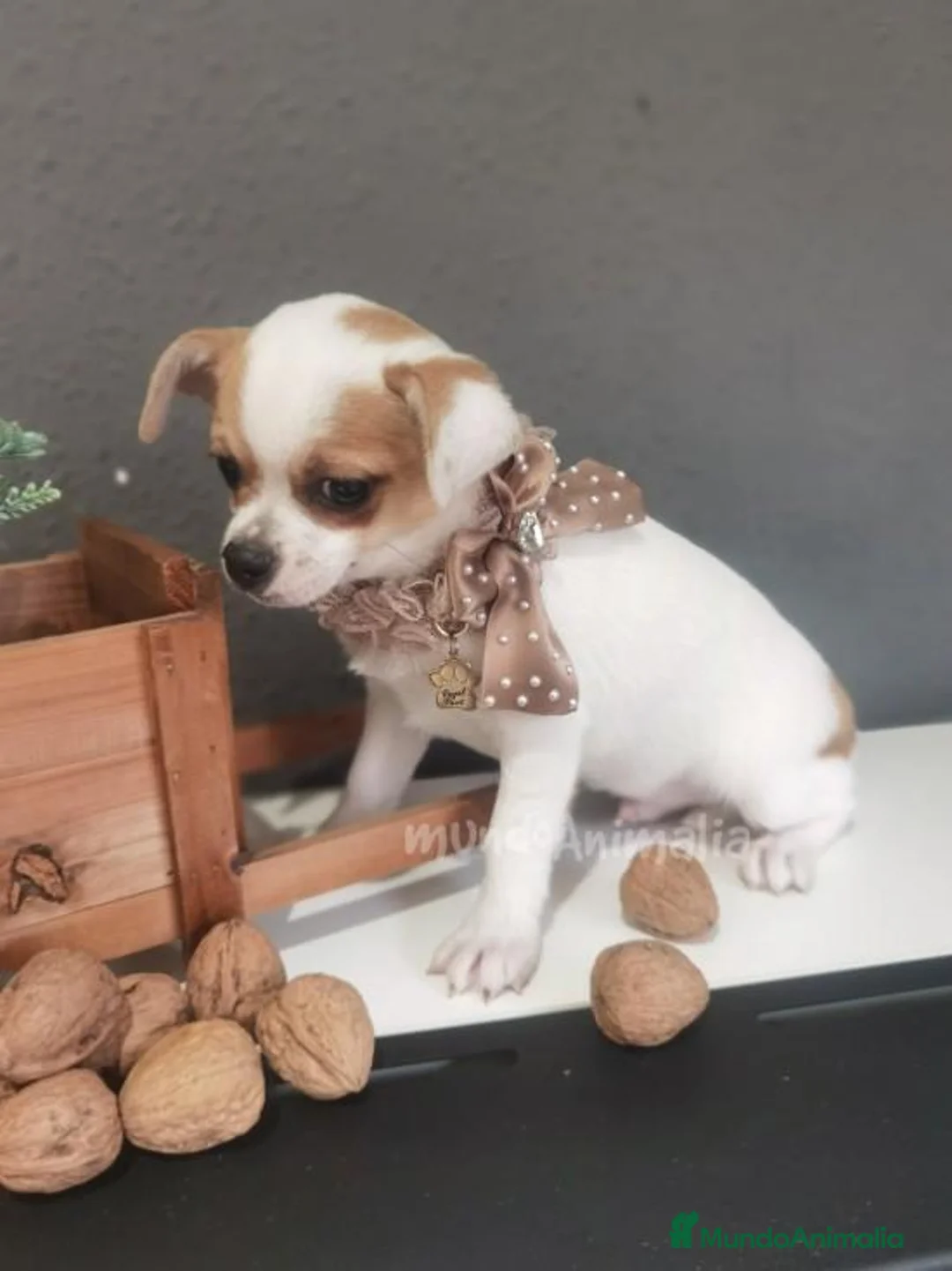 Imagen de galería {{count}}