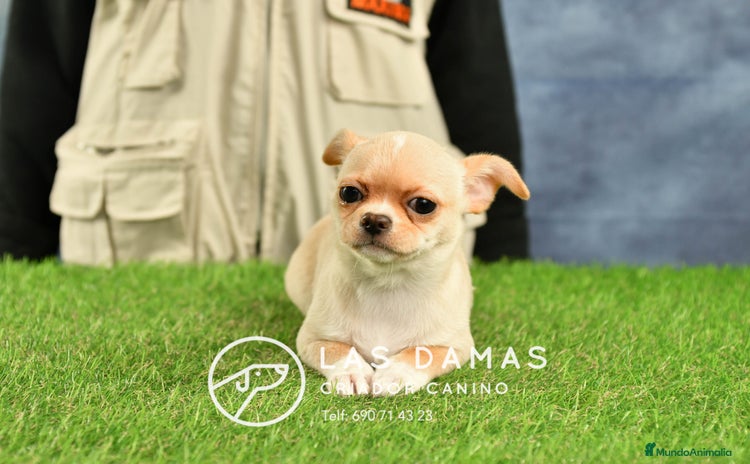 Chihuahua perros en Rubena - Anuncio 3