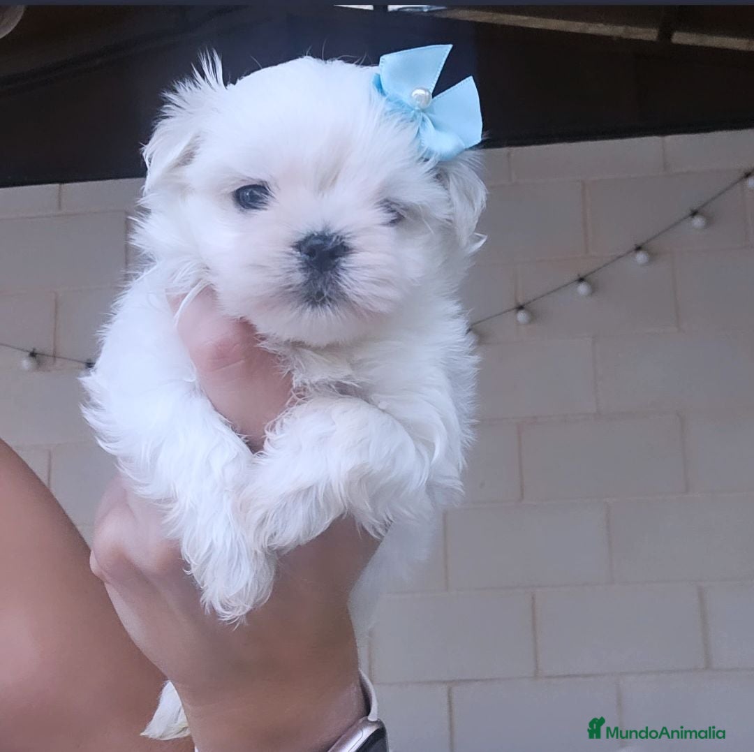 Bichón Maltés perros BICHON MALTES COREANO MINIATURA MÁXIMA CALIDAD  - Anuncio 9