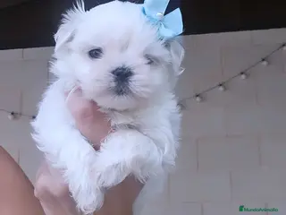 Bichón Maltés perros BICHON MALTES COREANO MINIATURA MÁXIMA CALIDAD - Anuncio 9
