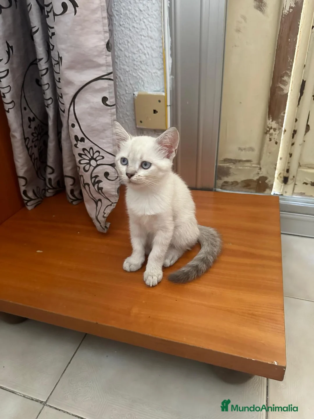 Siamés gatos en venta: Preciosa hembra Siamés en Madrid - Anuncio 4
