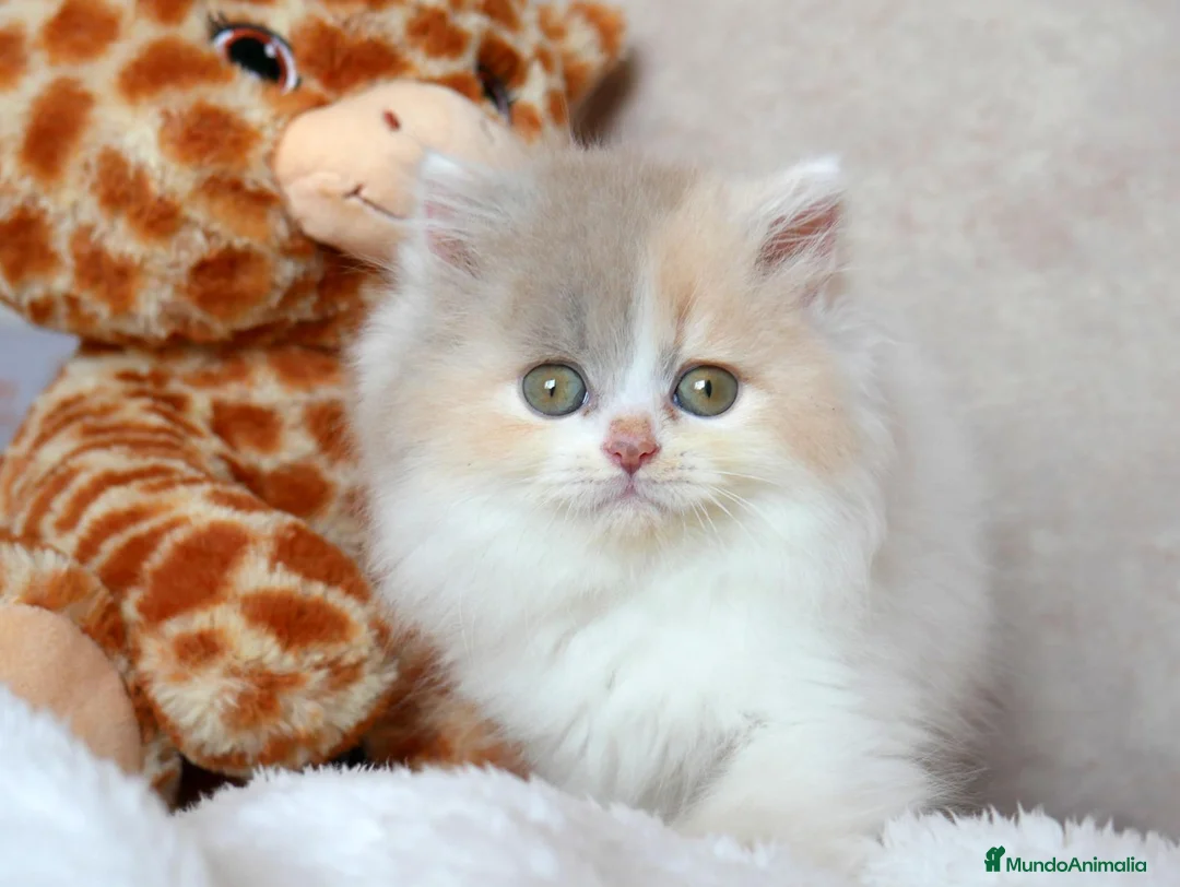 Británico de Pelo Corto gatos en venta: Camada British Shorthair disponibles – Barcelona - Anuncio 18
