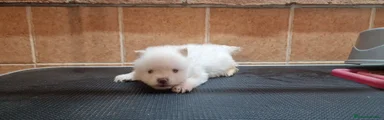 Cachorro 1